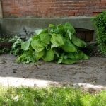 Hosta plant against brick wall