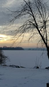 Lily pond in winter