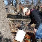 Tom doing some tree tapping.