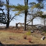 The tree that blew down.