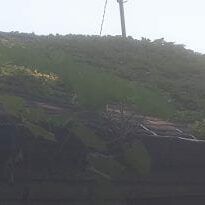 Roof plant