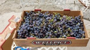 box of grapes