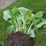 hosta ball lying on ground