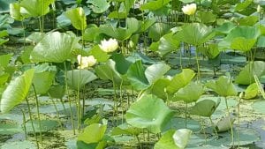 lily pond close view