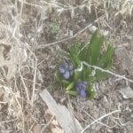 flowers which are a sign of sping