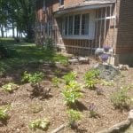 Branches from the downed trees were ground into mulch, and used in the garden.