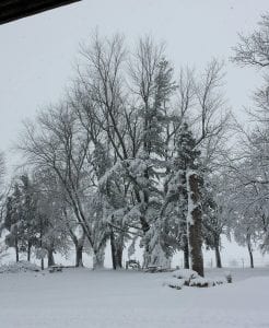 snowy-trees