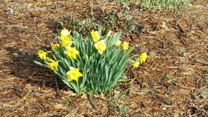 spring flowers