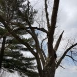 Top of maple tree showing the missing section.