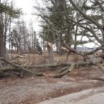 View of the tree that got knocked down.